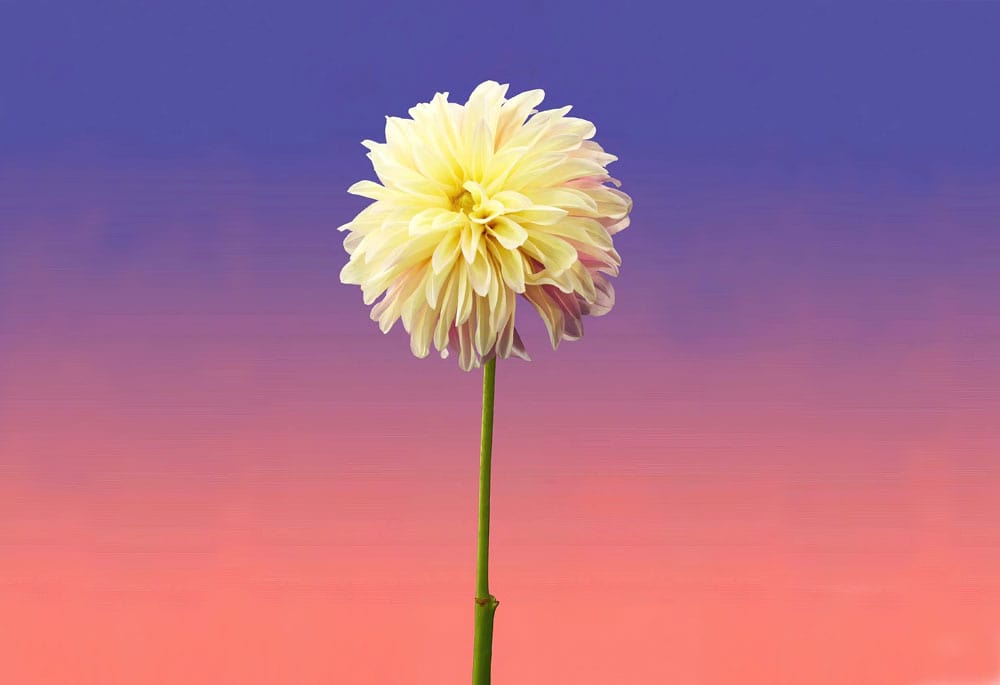 Elegant Yellow Dahlia with Purple Ombre Background Mural Wallpaper Art