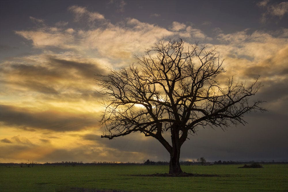 Solitary Tree at Sunset Mural Wallpaper - Serene Landscape in Warm Tones