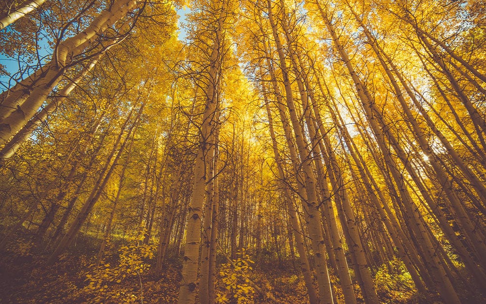 Golden autumn forest mural, nature-inspired interior decor; vibrant yellow trees, scenic wall art feature.