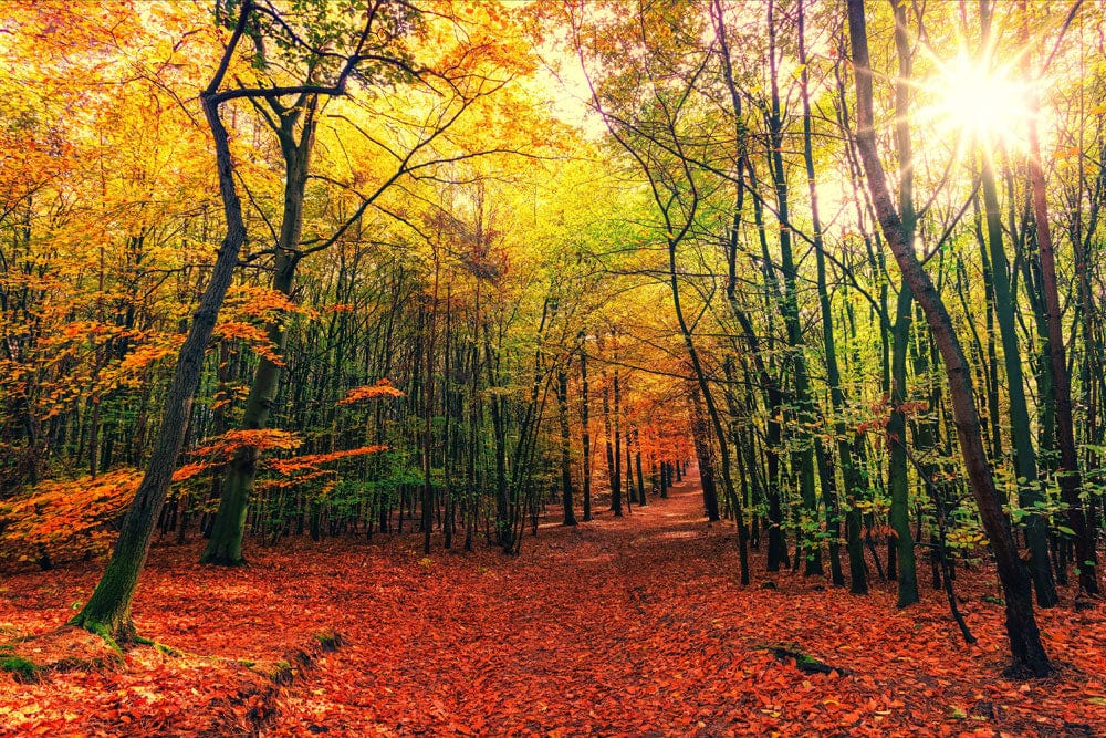Enchanting Autumn Forest Path Mural Wallpaper - Vibrant Nature Escape Decor