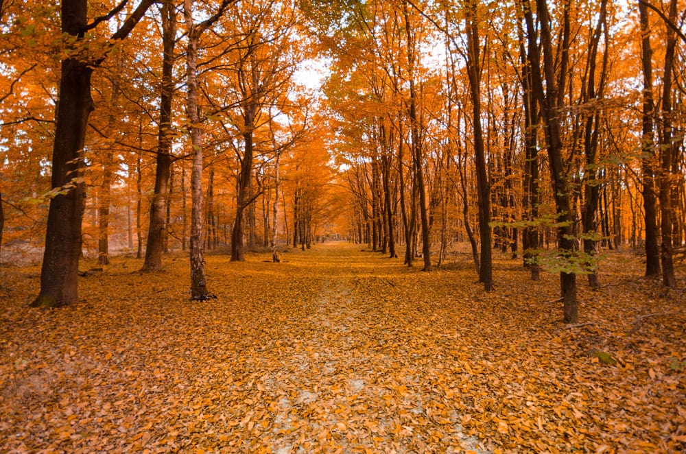 Autumn Forest Path Mural Wallpaper in Warm Orange Tones for Tranquil Spaces