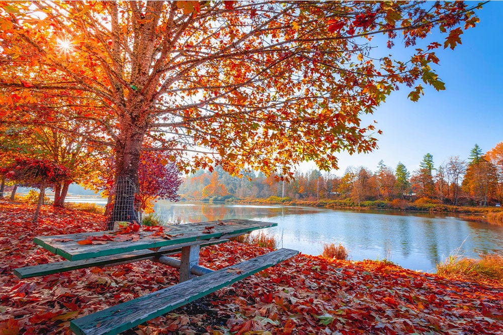 Vibrant Autumn Lake View Mural Wallpaper in Rich Red and Orange Tones.