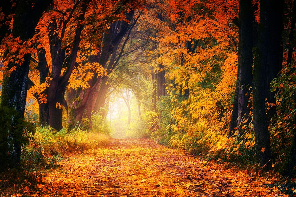 Autumn Forest Path Mural Wallpaper in Warm Orange and Yellow Hues