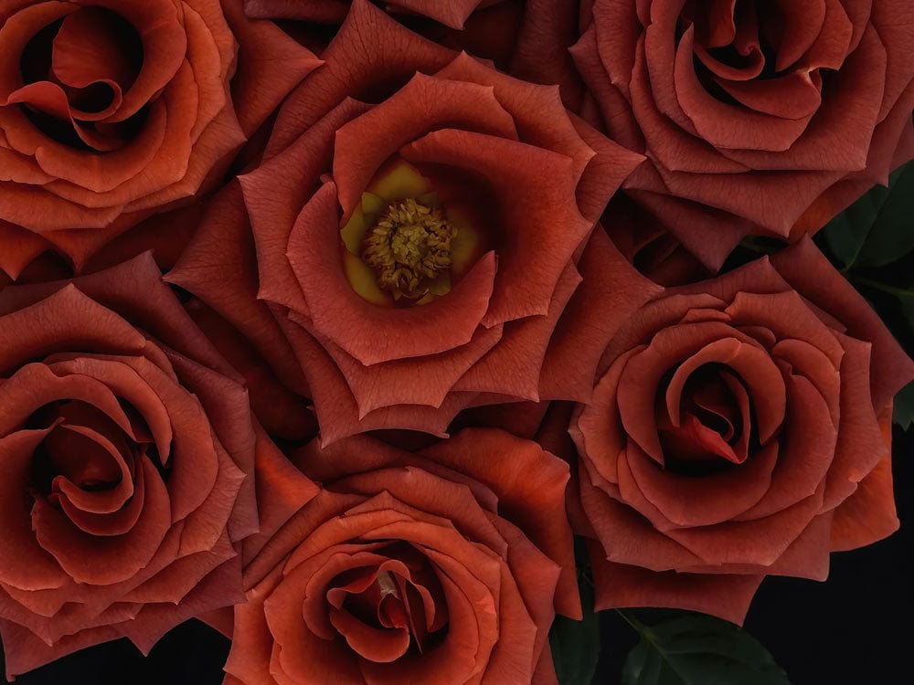 Luxurious Deep Red Rose Floral Pattern Wallpaper for Elegant Interiors