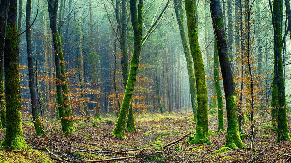 Mystical Green Forest Mural Wallpaper: Nature-Inspired Woodland Tranquillity Décor