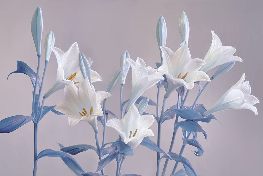 Elegant White Lilies and Blue Foliage Floral Mural Wallpaper Design