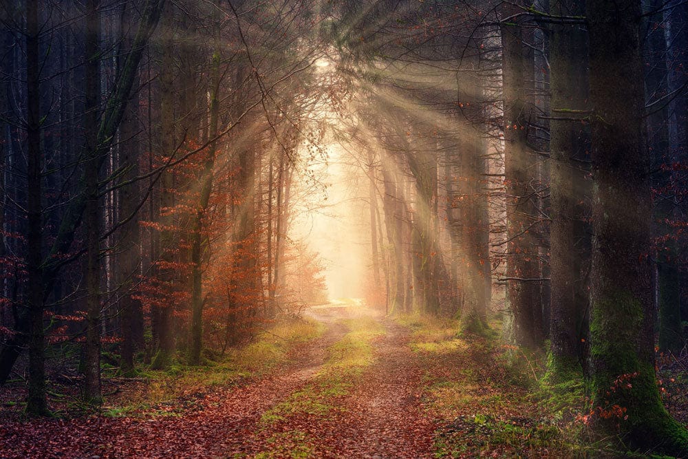 Enchanted Forest Path Mural Wallpaper - Autumn Sunlight Serenity Décor