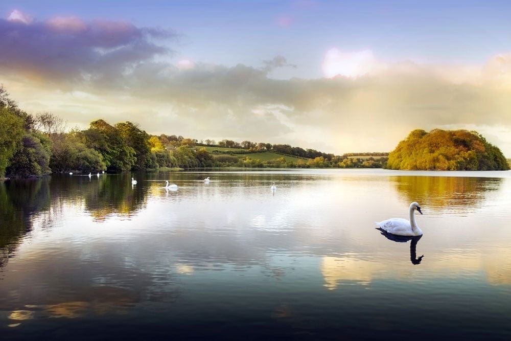 Tranquil Lakeside View: Serene Swan and Sunset Reflection Mural Wallpaper