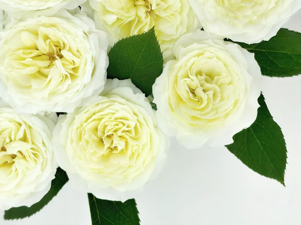 Cream Rose Floral Elegance - Exquisite Nature-Inspired Wallpaper for Serene Spaces