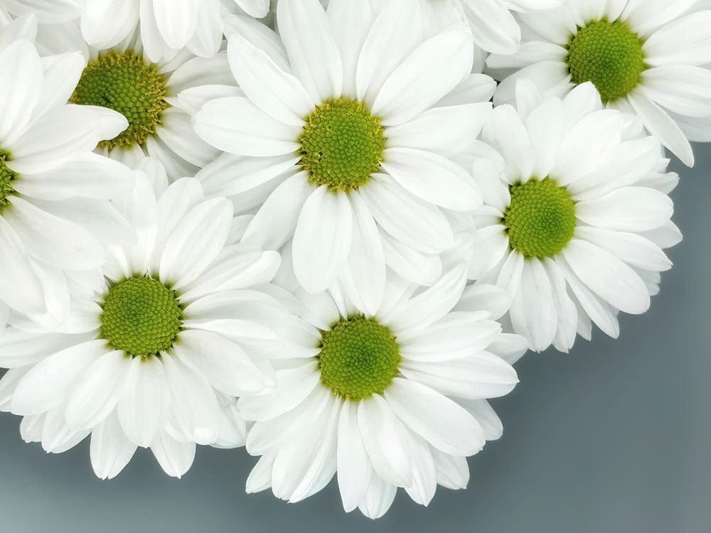 Elegant White Daisy Floral Wallpaper - Fresh Botanical Design for Interiors
