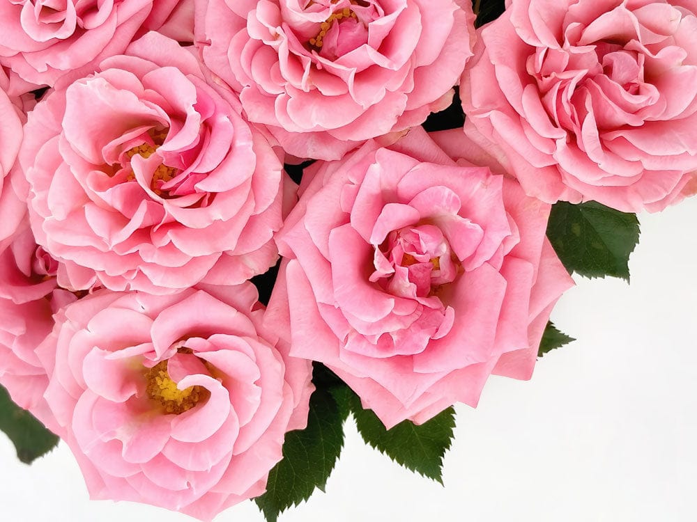 Elegant Pink Roses Floral Wallpaper: Romantic Botanical Pattern for Interiors