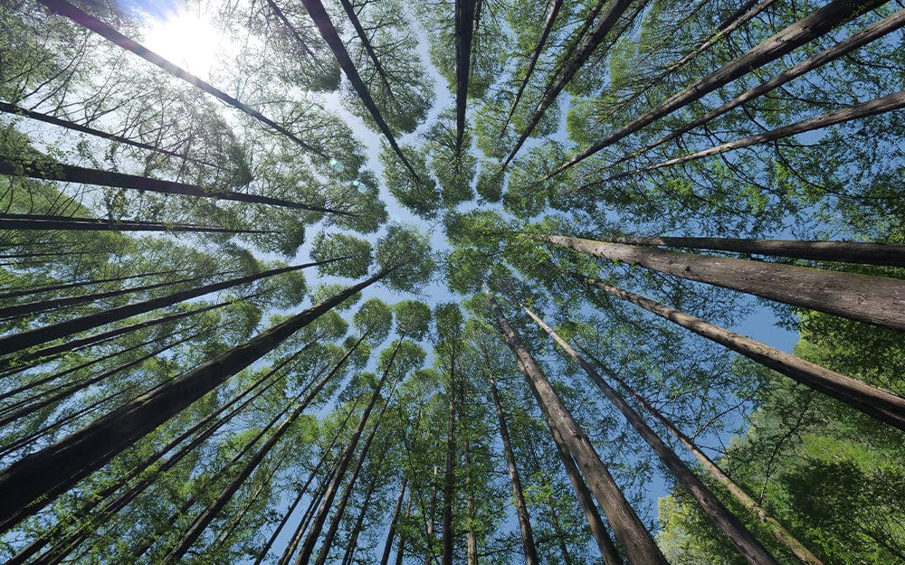 Forest Canopy Skyview Green and Blue Nature Mural Wallpaper Art