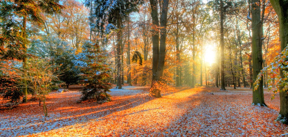 Enchanting Autumn Sunrise Forest Mural Wallpaper with Golden Leaves Scene