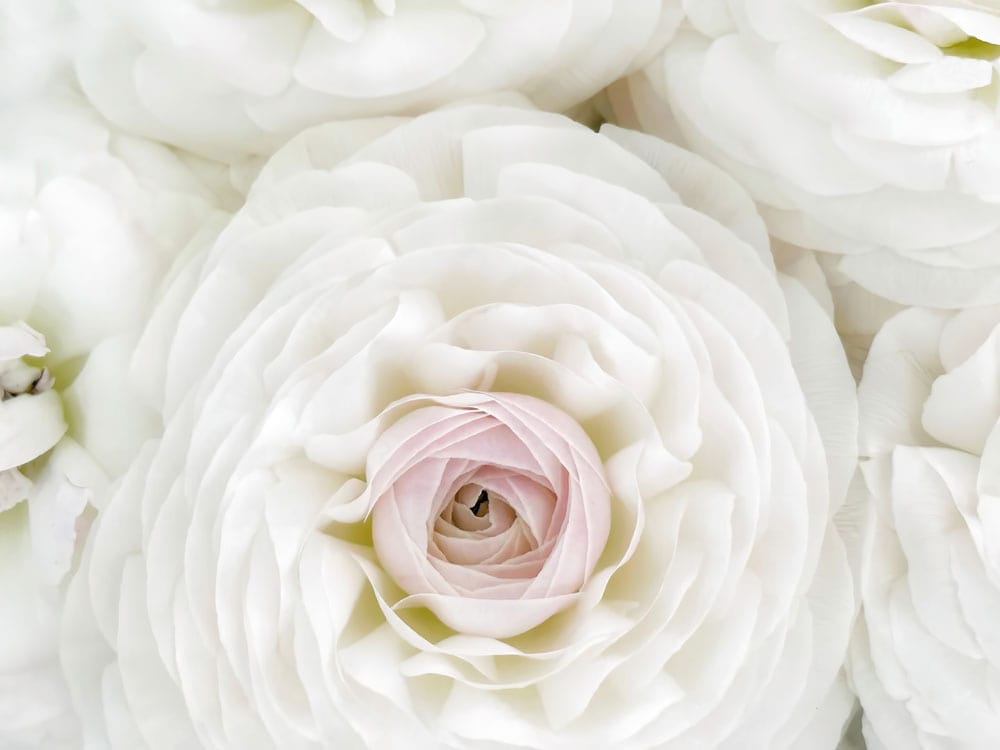 Elegant White Rose Floral Pattern Wallpaper for Chic Interior Design