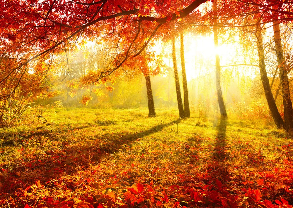 Sunlit Autumn Forest Mural Wallpaper with Warm Golden and Red Tones