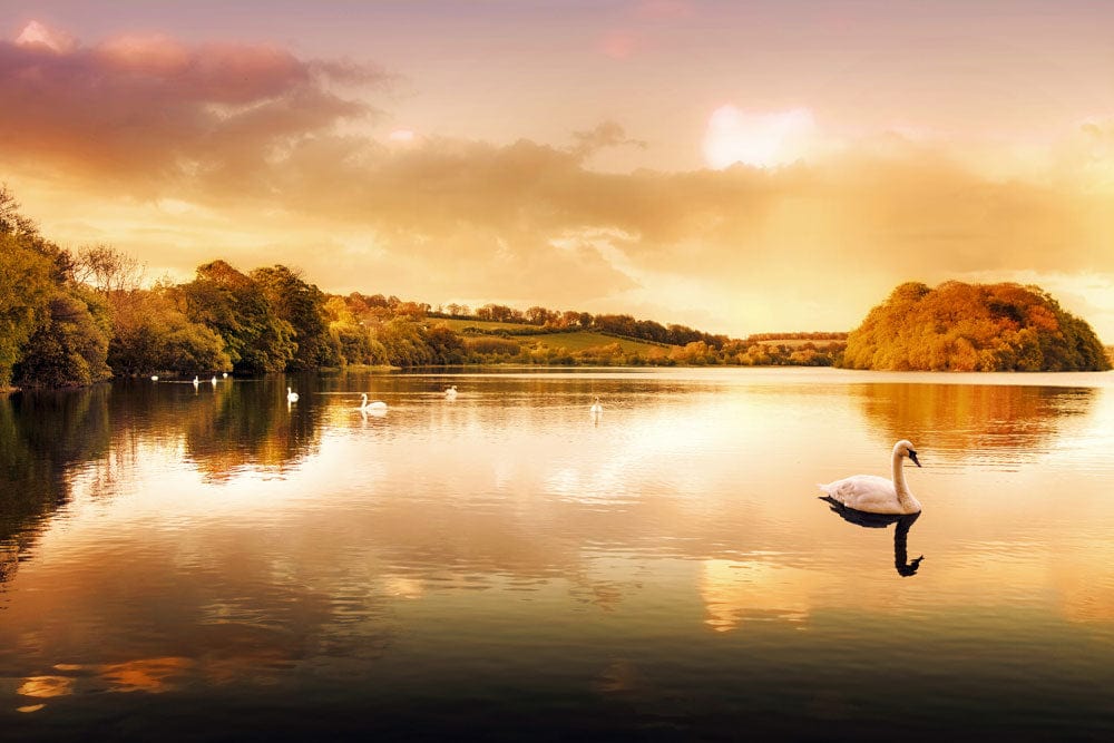 Golden Sunset Lake Scene Mural Wallpaper - Serene Swan Reflections Design
