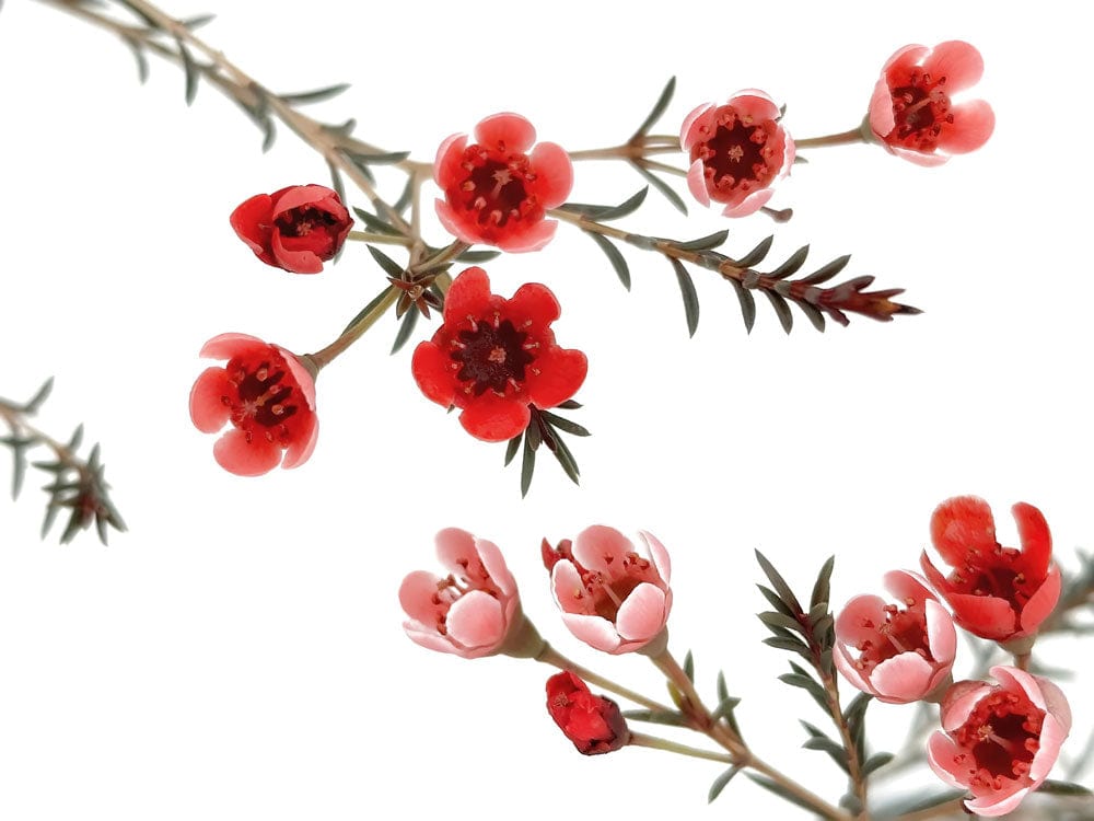 Elegant Red Blossom Floral Pattern Minimalist Mural Wallpaper Design
