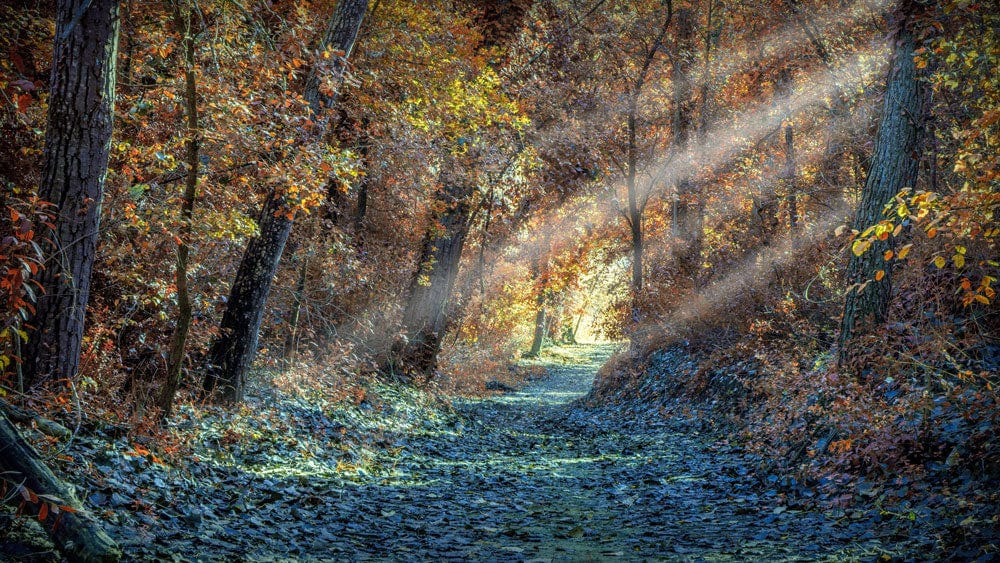 Enchanted Autumn Forest Path Mural Wallpaper with Sunlit Woodland Scene