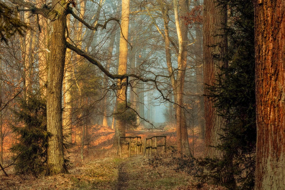 Enchanting Autumn Forest Mural Wallpaper with Rustic Woodland Pathway Design