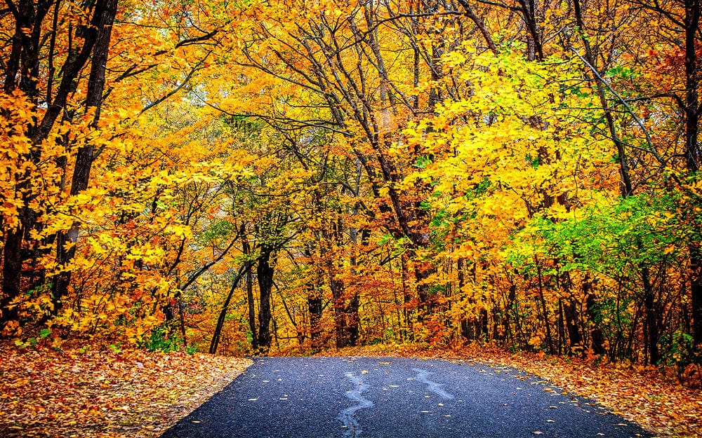 Autumn Woodland Road Scenic Mural Wallpaper - Vibrant Yellow and Orange Leaves