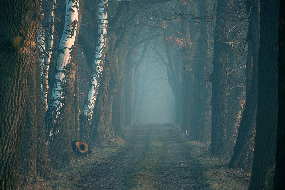 Misty Forest Path Mural Wallpaper in Moody Green and White Tones