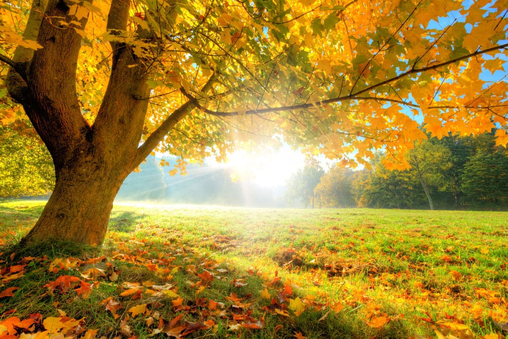 Golden Autumn Sunrise Mural Wallpaper: Radiant Landscape with Vibrant Foliage Design