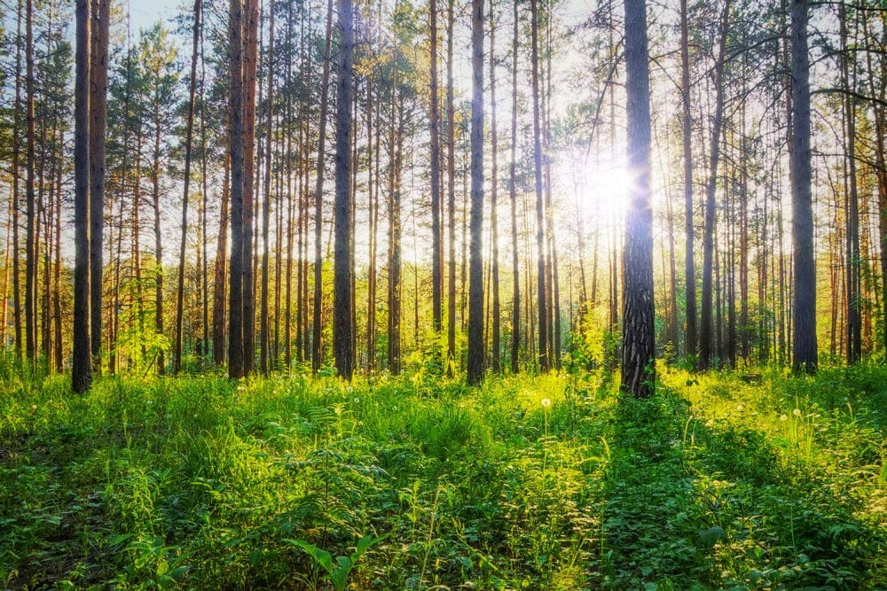 Sunlit Forest Tranquillity Wallpaper: Lush Green Woodland Escape Mural Design