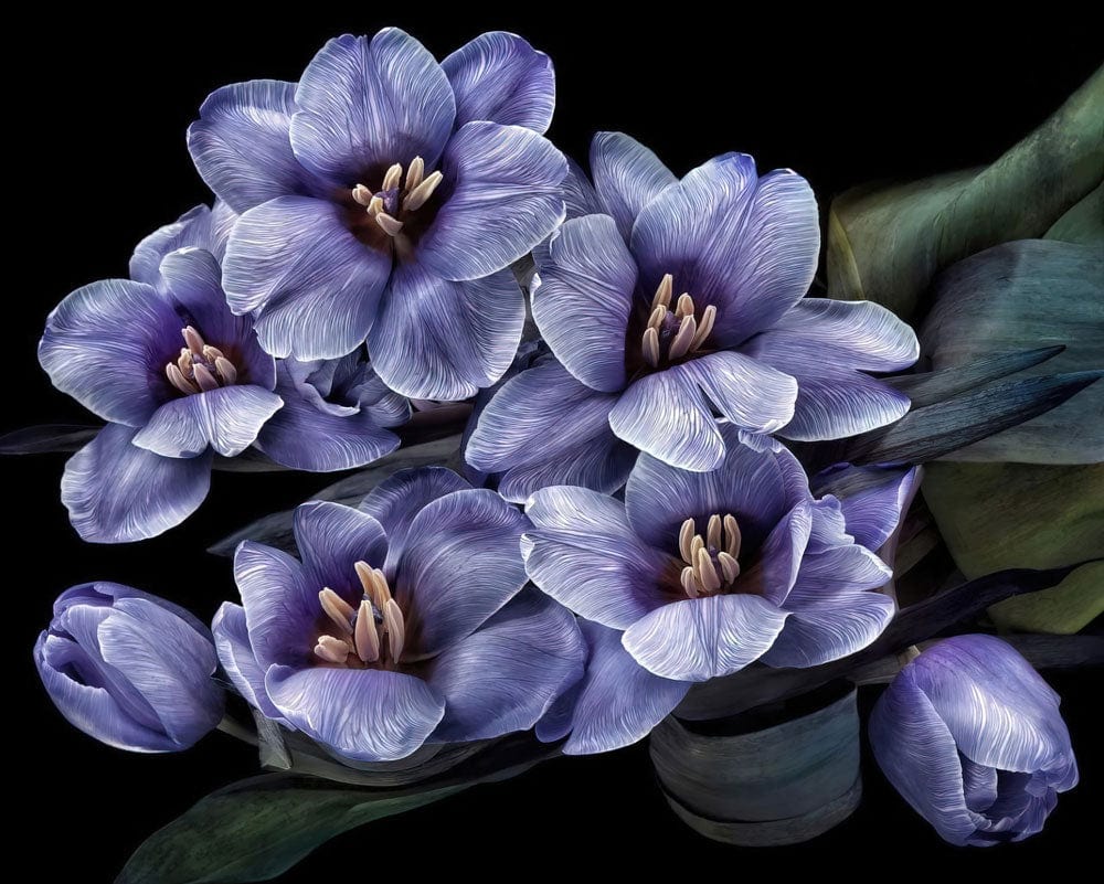 Vintage Botanical Mural Wallpaper with Lilac Blooms on Black Background.