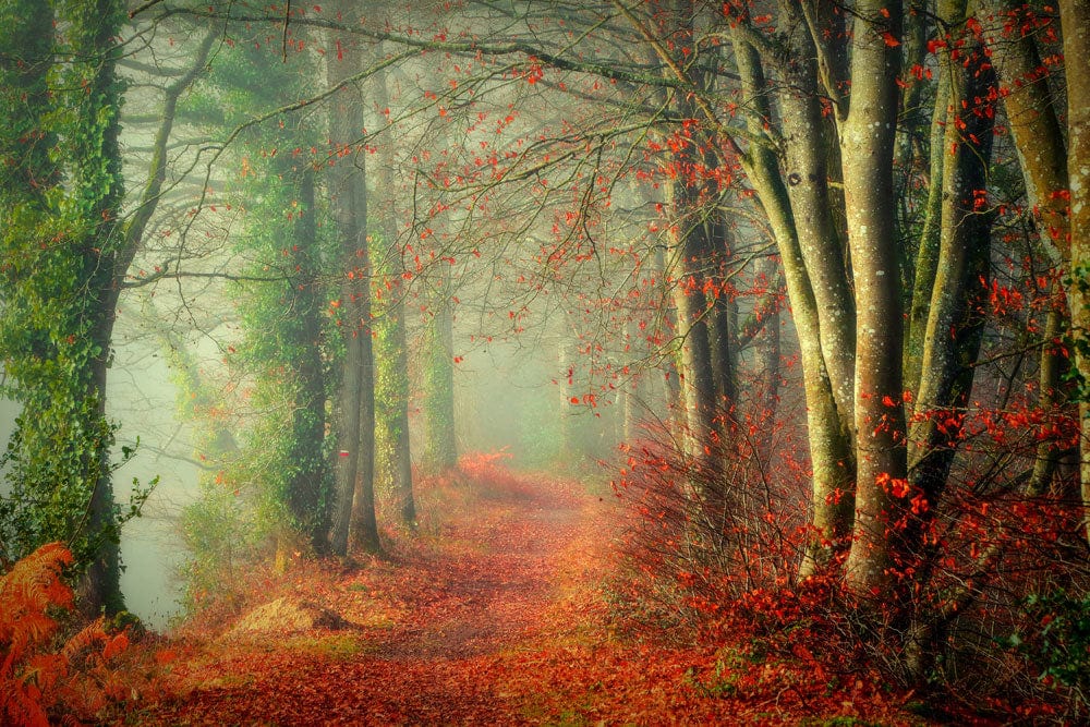 Enchanting Autumn Woodland Path Mural Wallpaper in Misty Forest Tones