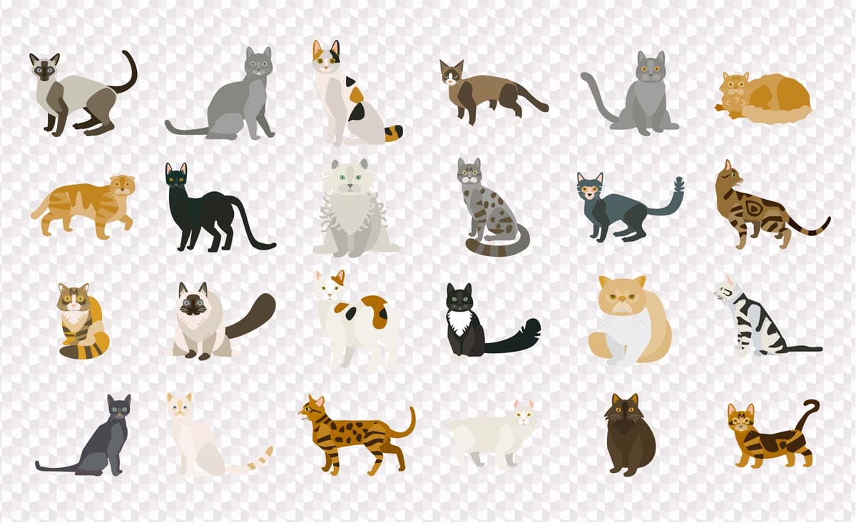 Colourful Cat Pattern Wallpaper - Playful Feline Design for Pet Lovers