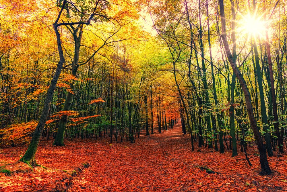 Vibrant Autumn Forest Mural Wallpaper with Sunlight - Nature-Inspired Design