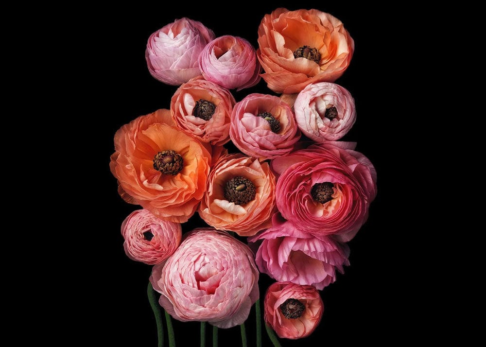 Vibrant Blooms Floral Mural Wallpaper - Pink and Orange Elegance Design