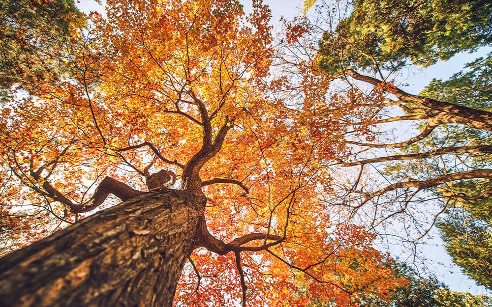 Autumnal Canopy Mural Wallpaper in Vibrant Orange and Green Forest Scene