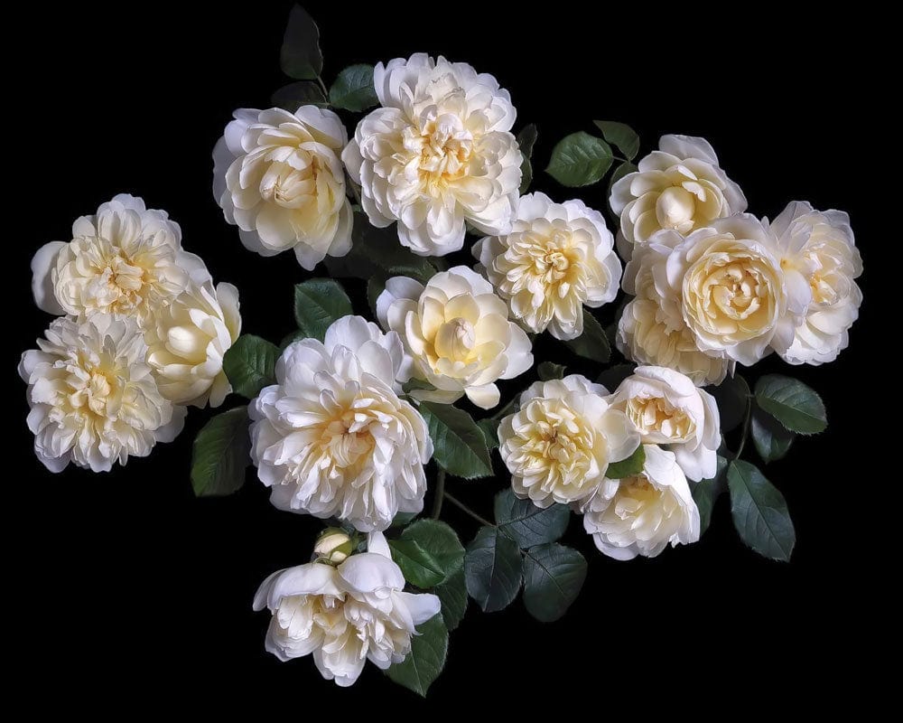 Elegant Cream Roses on Black Floral Pattern Wallpaper Mural Design