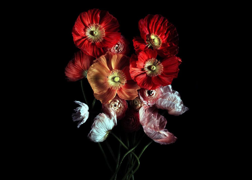 Cream Poppy Wallpaper Mural