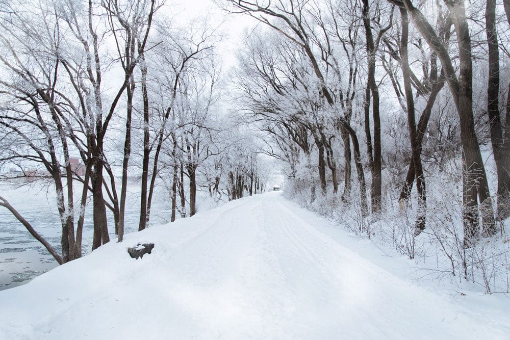 Winter Wonderland Snowy Tree Path Scenic Mural Wallpaper in Crisp White