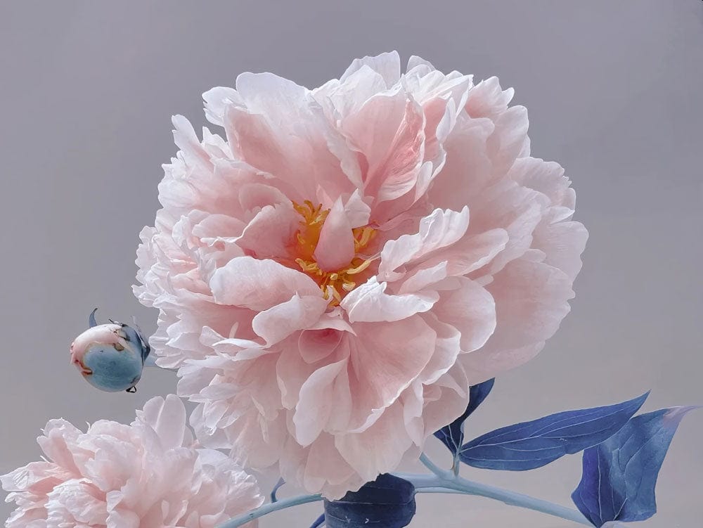 Graceful Blush Peony Floral Mural Wallpaper in Soft Pastel Elegance