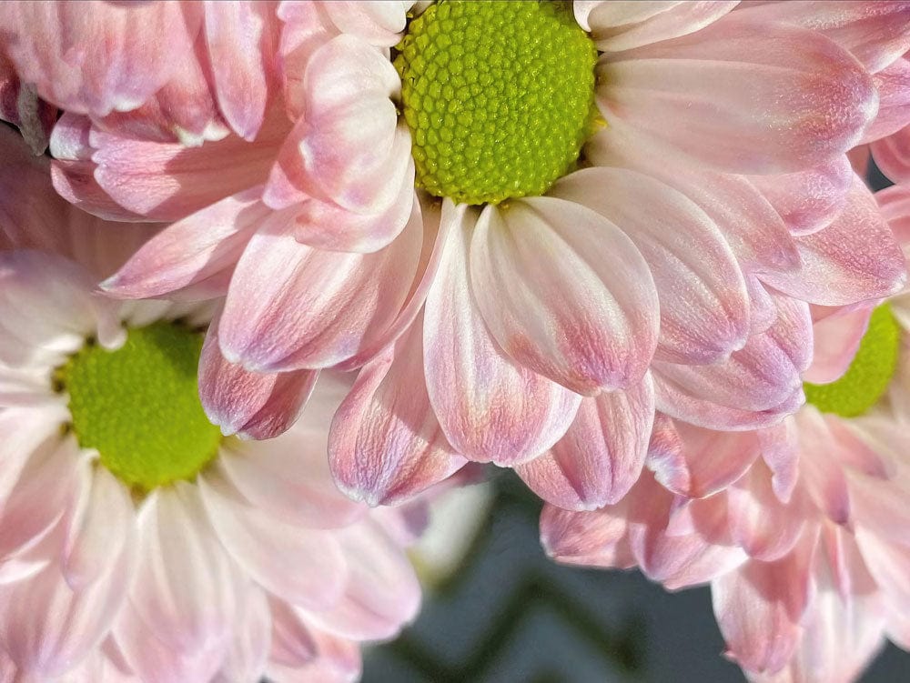 Blush Pink Daisy Floral Mural Wallpaper with Vibrant Green Centres