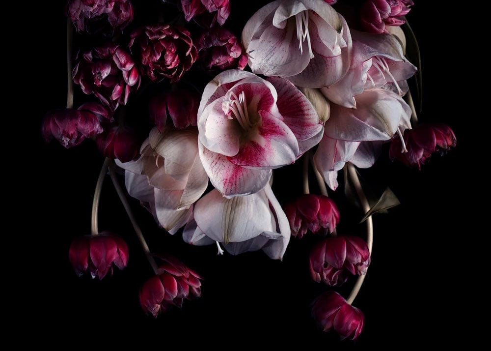 Luxurious Dark Floral Elegance Wallpaper: Dramatic Red and White Blooms