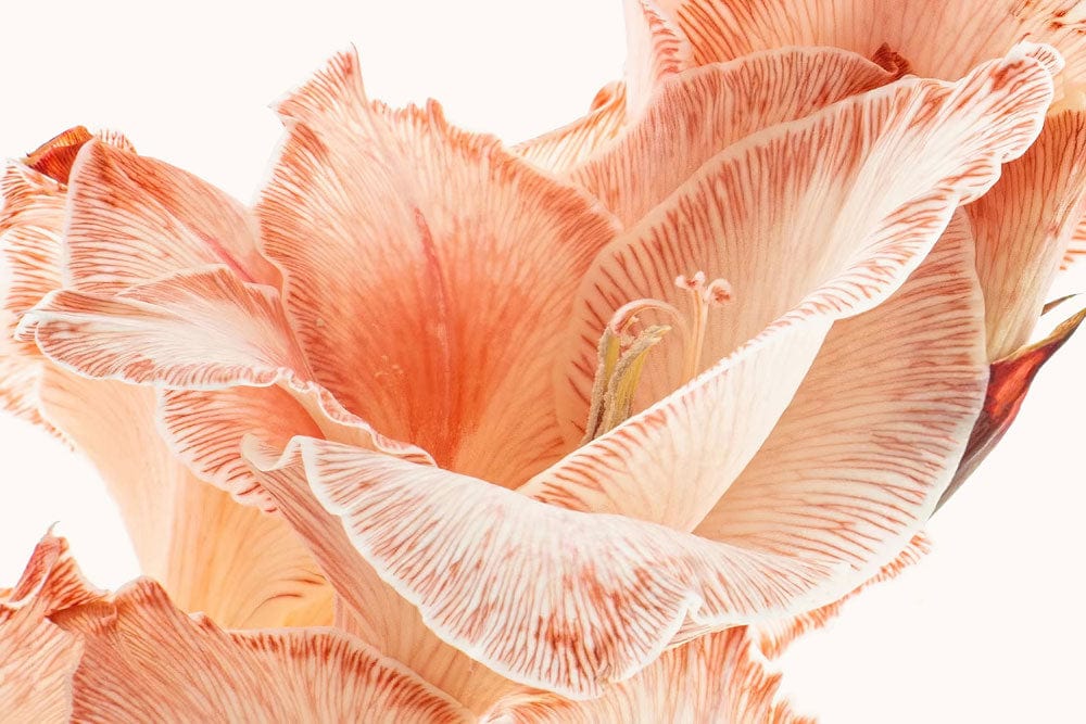 Elegant Peach Floral Bloom Wallpaper: Soft Pastel Botanical Wall Décor