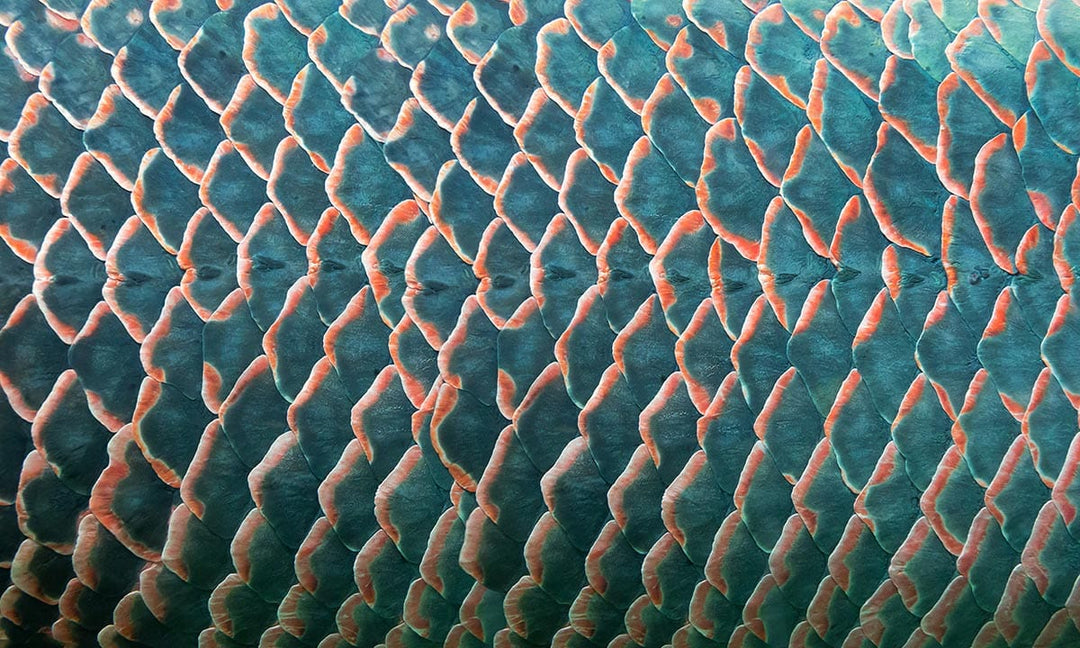 Aquatic Elegance: Teal and Coral Fish Scale Patterned Wallpaper Design
