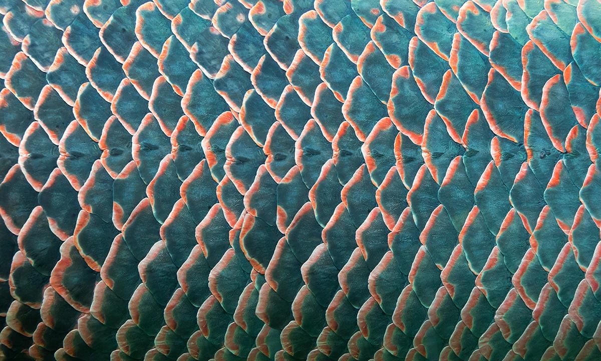 Aquatic Elegance: Teal and Coral Fish Scale Patterned Wallpaper Design