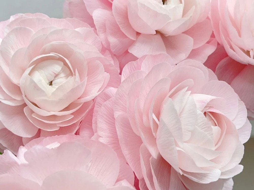 Blush Pink Ranunculus Floral Pattern Wallpaper for Elegant Interior Décor