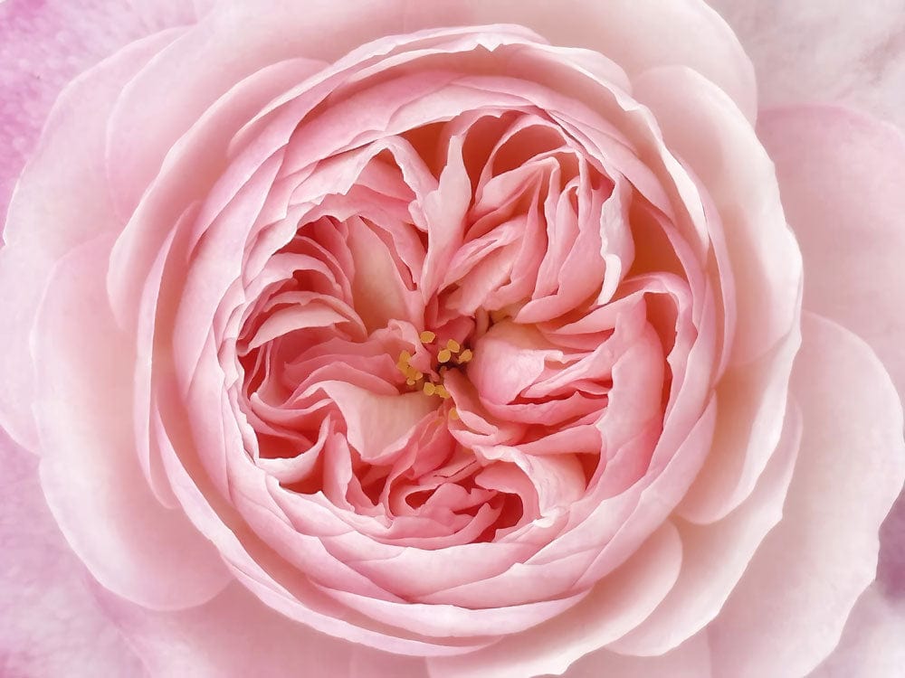 Elegant Blush Pink Floral Rose Pattern Wall Mural for Chic Interiors