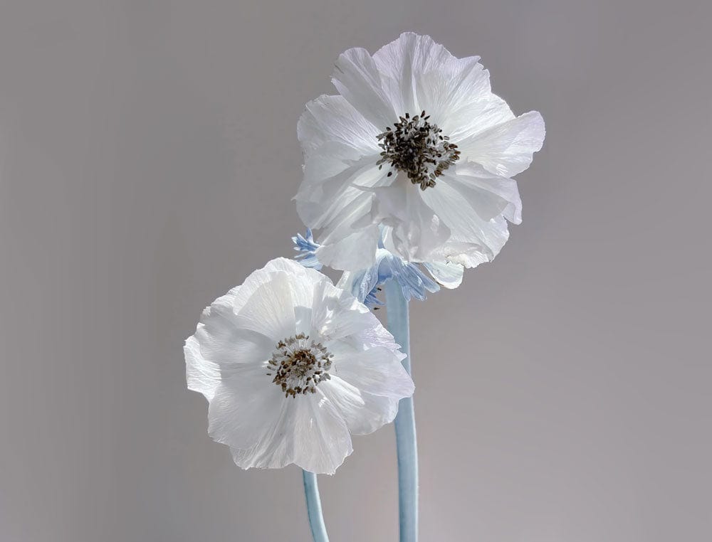 Silent Whisper Blue and White Floral Elegance Mural Wallpaper Design