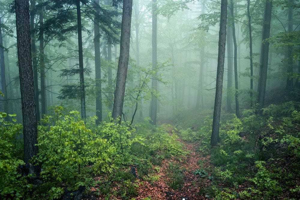 Mystical Misty Forest Green Natural Landscape Mural Wallpaper for Tranquil Interiors