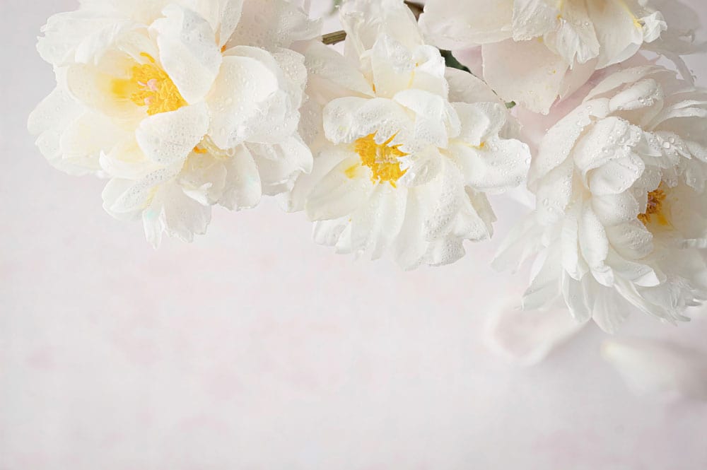 Elegant White Floral Blossom Mural Wallpaper with Soft Pastel Background Design