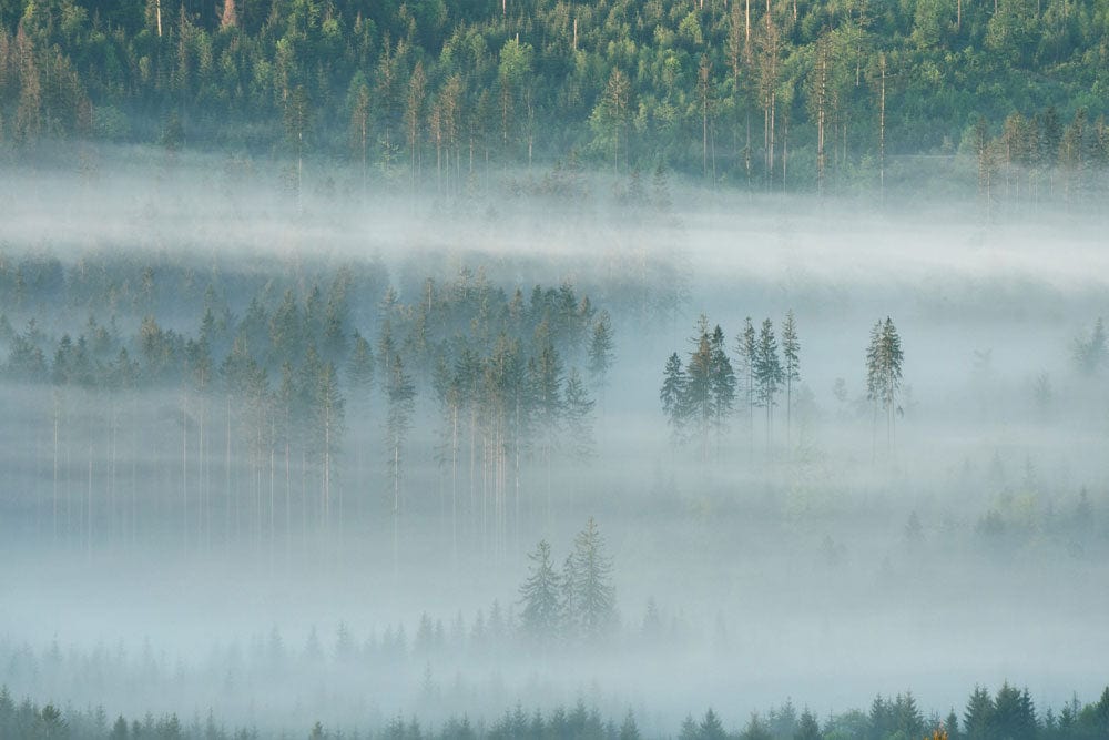 Tranquil Misty Forest Mural Wallpaper - Serene Green Nature Landscape Design