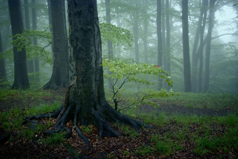 Enchanted Misty Forest Green Landscape Mural Wallpaper for Serene Living Spaces