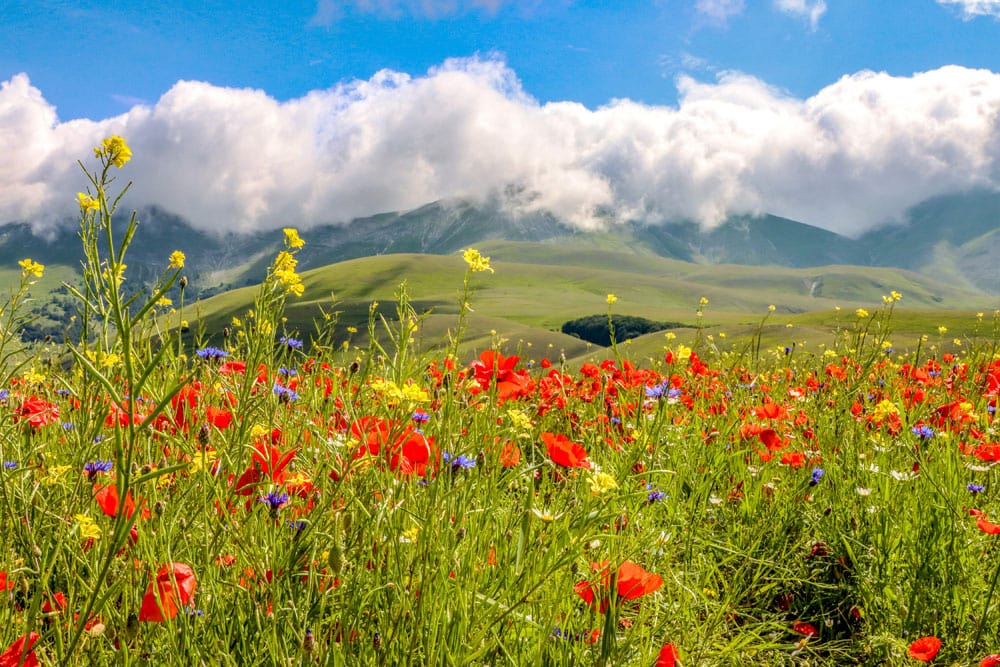 Vibrant Countryside Blossom Mural Wallpaper in Red and Green Scenic Design
